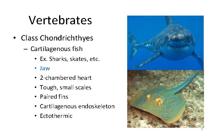 Vertebrates • Class Chondrichthyes – Cartilagenous fish • • Ex. Sharks, skates, etc. Jaw