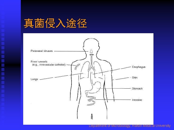 真菌侵入途径 Department of Microbiology, Harbin Medical University 