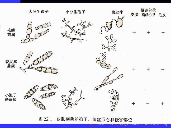Department of Microbiology, Harbin Medical University 