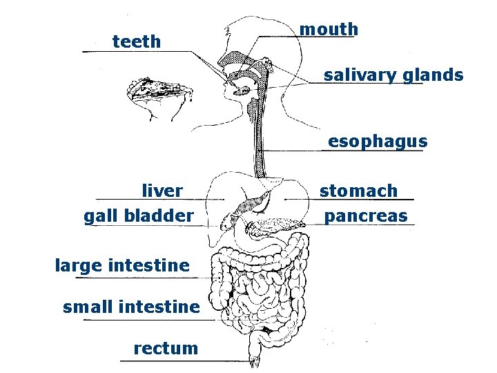 teeth mouth salivary glands esophagus liver gall bladder large intestine small intestine rectum stomach