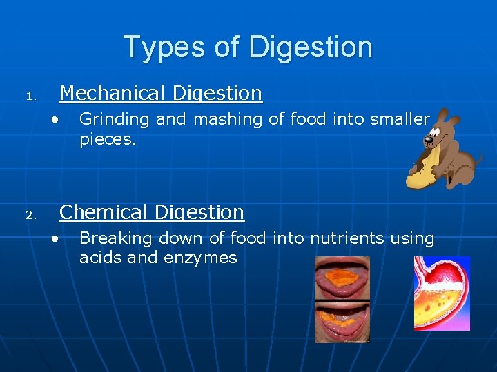 Types of Digestion 1. Mechanical Digestion • 2. Grinding and mashing of food into