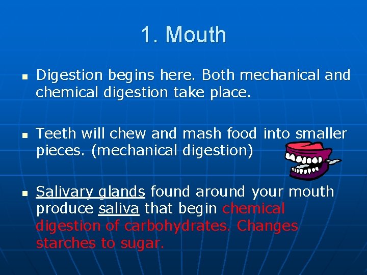 1. Mouth n n n Digestion begins here. Both mechanical and chemical digestion take
