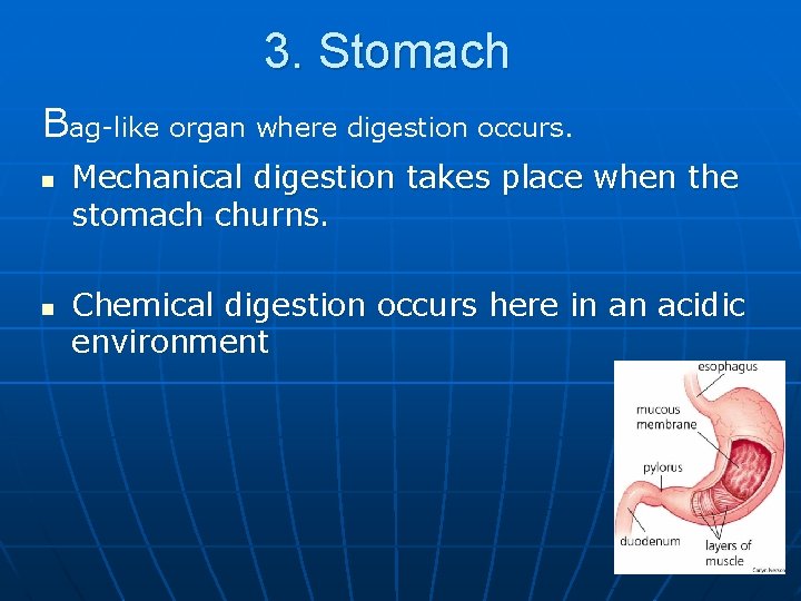 3. Stomach Bag-like organ where digestion occurs. n n Mechanical digestion takes place when