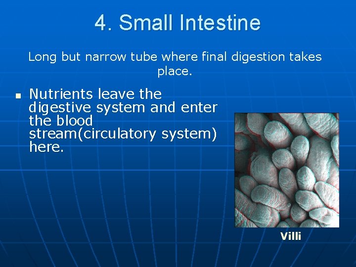 4. Small Intestine Long but narrow tube where final digestion takes place. n Nutrients
