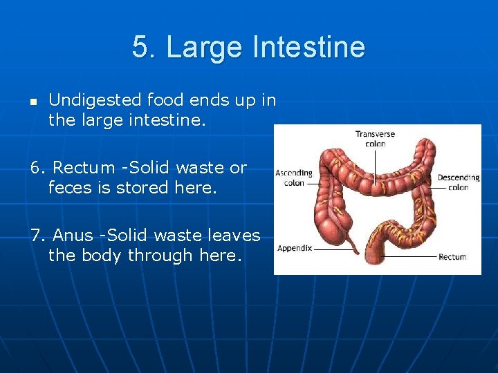 5. Large Intestine n Undigested food ends up in the large intestine. 6. Rectum