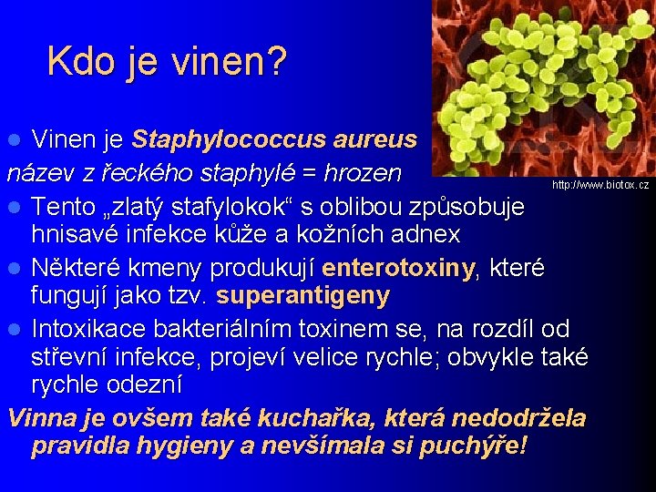 Kdo je vinen? Vinen je Staphylococcus aureus název z řeckého staphylé = hrozen http: