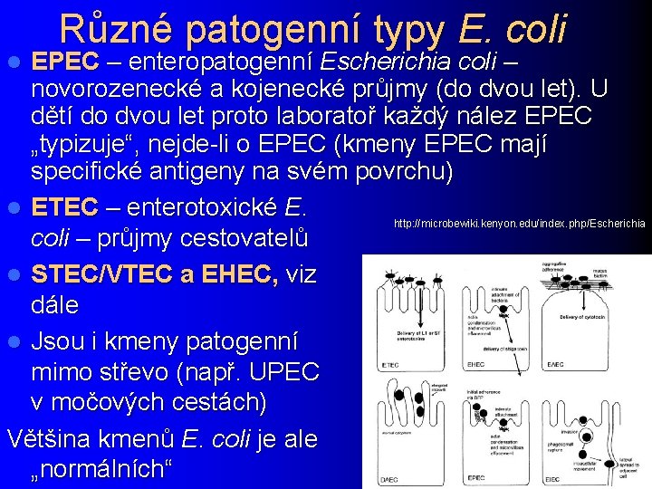 Různé patogenní typy E. coli EPEC – enteropatogenní Escherichia coli – novorozenecké a kojenecké