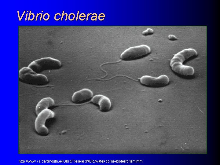 Vibrio cholerae http: //www. cs. dartmouth. edu/brd/Research/Bio/water-borne-bioterrorism. htm 
