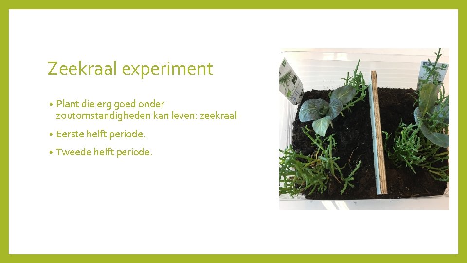 Zeekraal experiment • Plant die erg goed onder zoutomstandigheden kan leven: zeekraal • Eerste