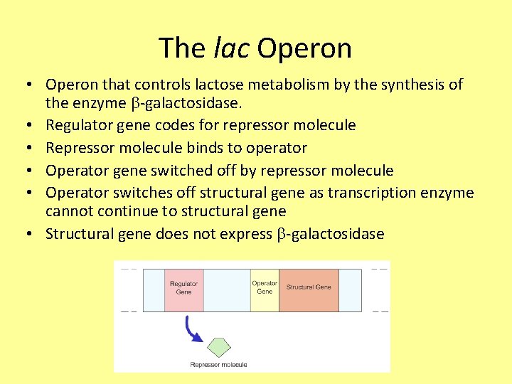 The lac Operon • Operon that controls lactose metabolism by the synthesis of the