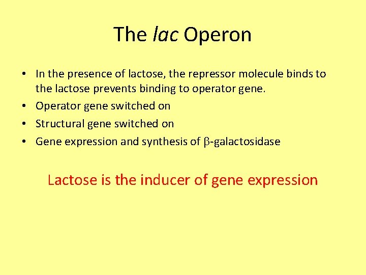 The lac Operon • In the presence of lactose, the repressor molecule binds to