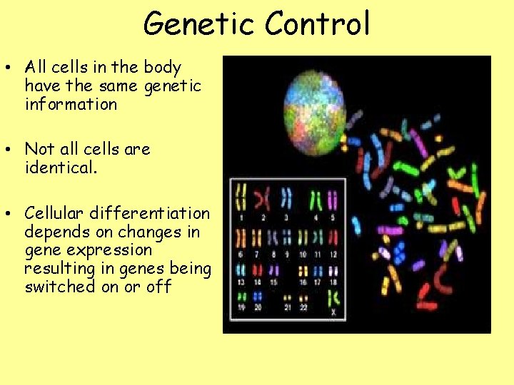 Genetic Control • All cells in the body have the same genetic information •