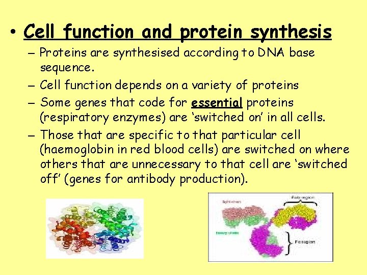  • Cell function and protein synthesis – Proteins are synthesised according to DNA