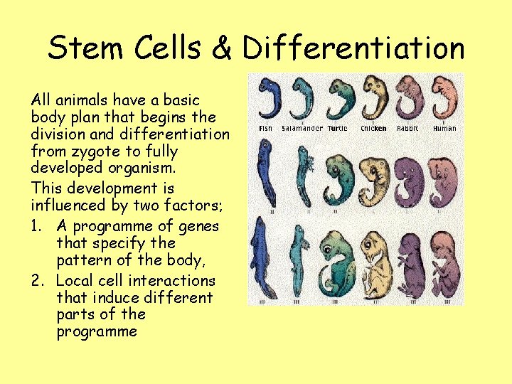 Stem Cells & Differentiation All animals have a basic body plan that begins the