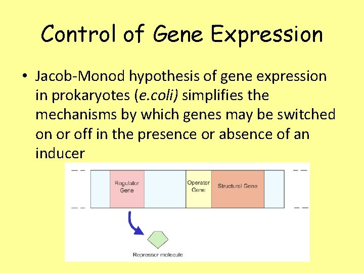 Control of Gene Expression • Jacob-Monod hypothesis of gene expression in prokaryotes (e. coli)
