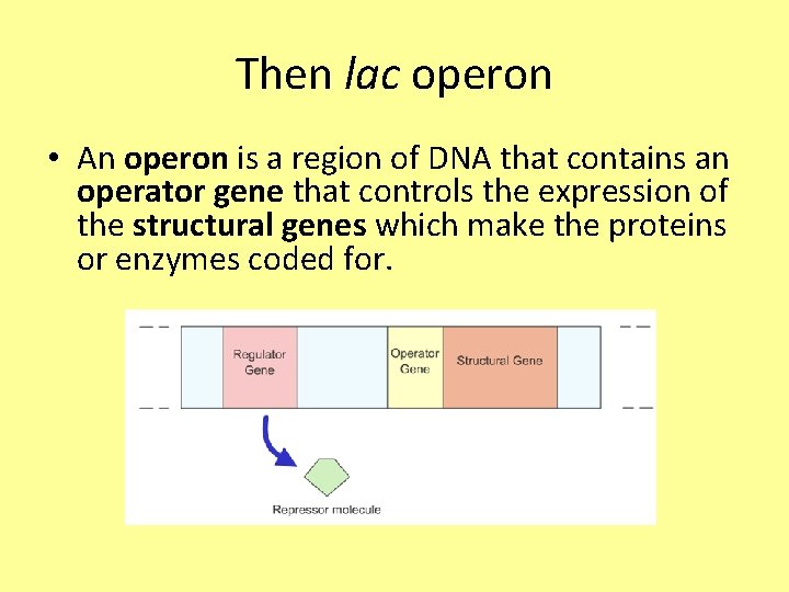 Then lac operon • An operon is a region of DNA that contains an