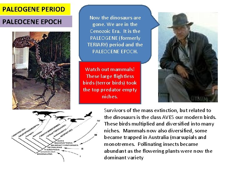 PALEOGENE PERIOD PALEOCENE EPOCH Now the dinosaurs are gone. We are in the Cenozoic