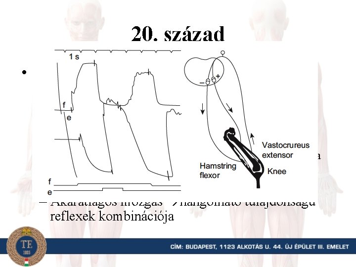 20. század • Sherrington: a neurofiziológia (egyik) atyja – Számtalan ponton járult hozzá e