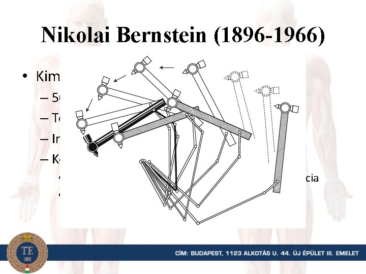 Nikolai Bernstein (1896 -1966) • Kimocyclography – 500 Hz-es mintavételi frekvencia – Több ízületes