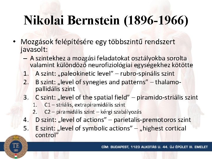 Nikolai Bernstein (1896 -1966) • Mozgások felépítésére egy többszintű rendszert javasolt: – A szintekhez