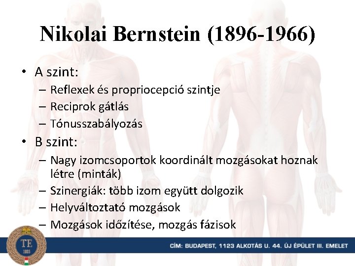 Nikolai Bernstein (1896 -1966) • A szint: – Reflexek és propriocepció szintje – Reciprok