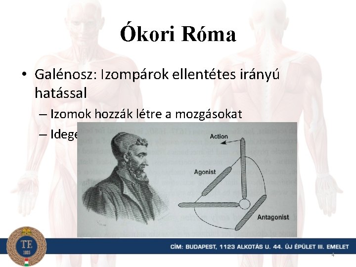 Ókori Róma • Galénosz: Izompárok ellentétes irányú hatással – Izomok hozzák létre a mozgásokat