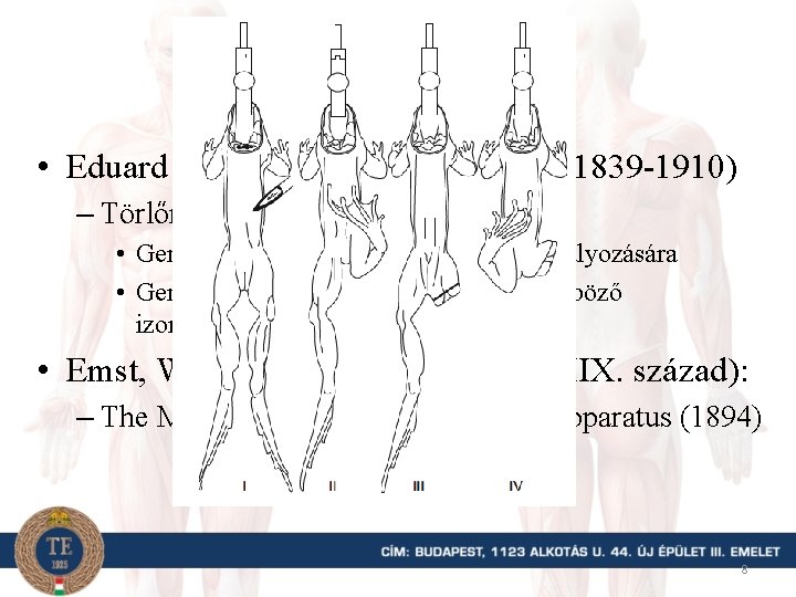 Modern kor • Eduard Friedrich Wilhelm Pflüger (1839 -1910) – Törlőreflex (spinális béka) •