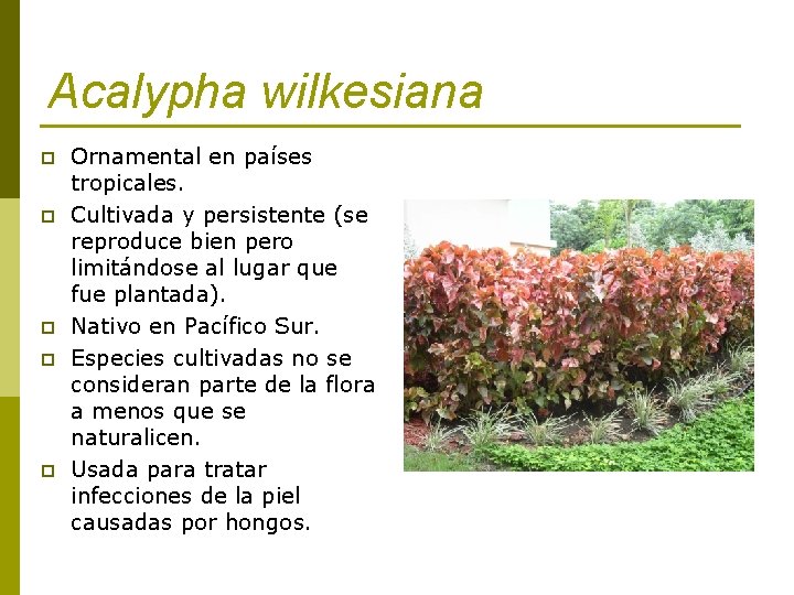 Acalypha wilkesiana p p p Ornamental en países tropicales. Cultivada y persistente (se reproduce