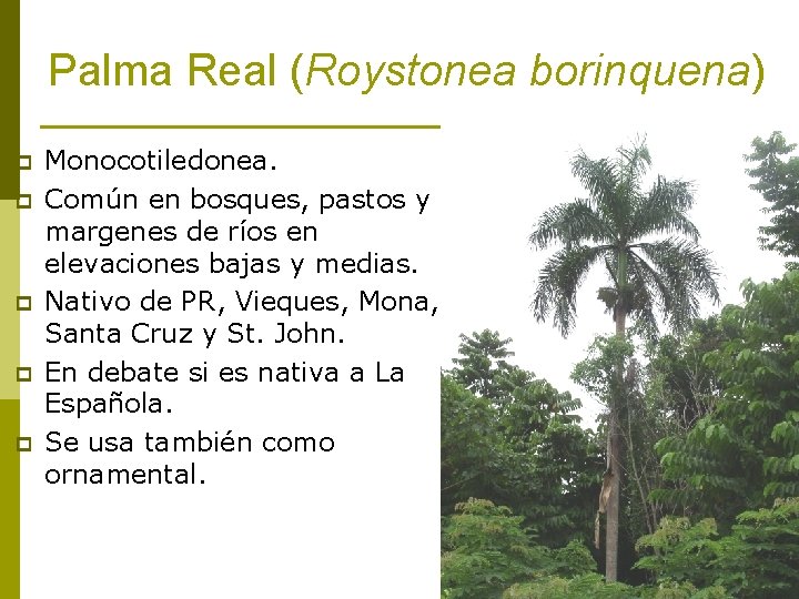 Palma Real (Roystonea borinquena) p p p Monocotiledonea. Común en bosques, pastos y margenes