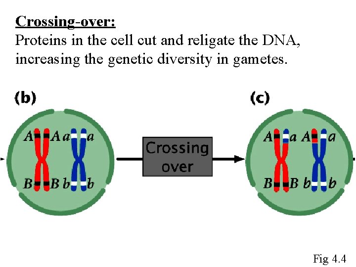 Crossing-over: Proteins in the cell cut and religate the DNA, increasing the genetic diversity