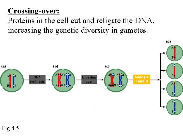 Crossing-over: Proteins in the cell cut and religate the DNA, increasing the genetic diversity