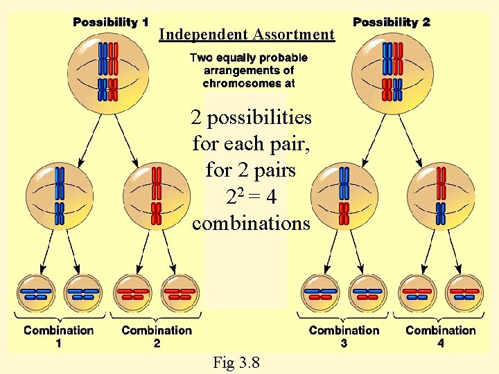 Independent Assortment 2 possibilities for each pair, for 2 pairs 22 = 4 combinations