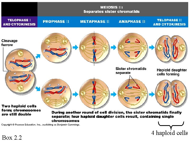 Box 2. 2 4 haploid cells 