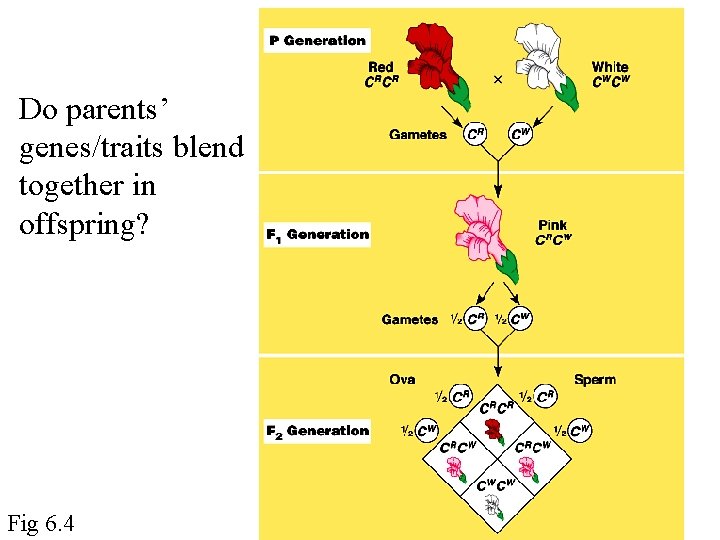 Do parents’ genes/traits blend together in offspring? Fig 6. 4 