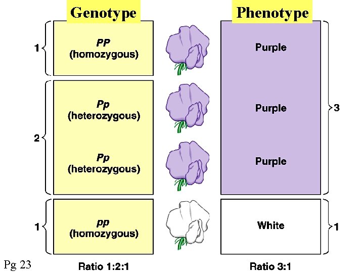 Genotype Pg 23 Phenotype 