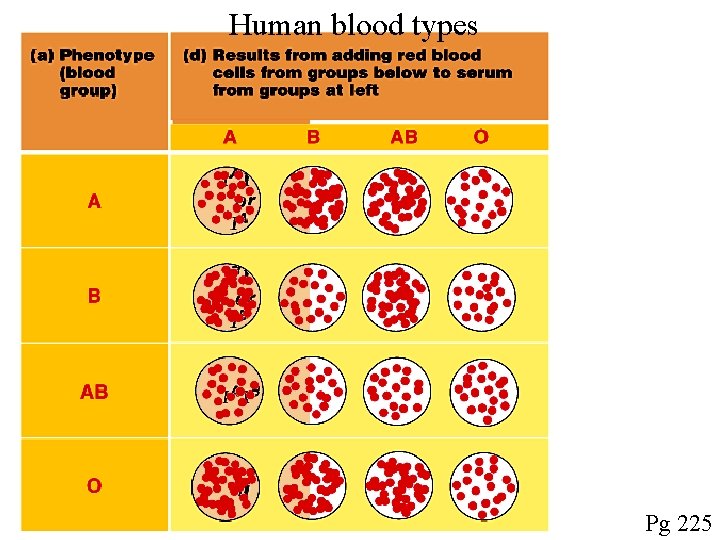 Human blood types Pg 225 