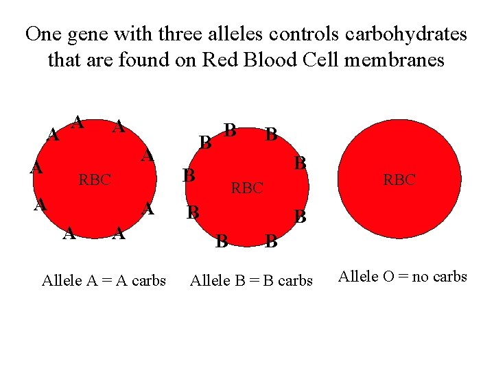 One gene with three alleles controls carbohydrates that are found on Red Blood Cell