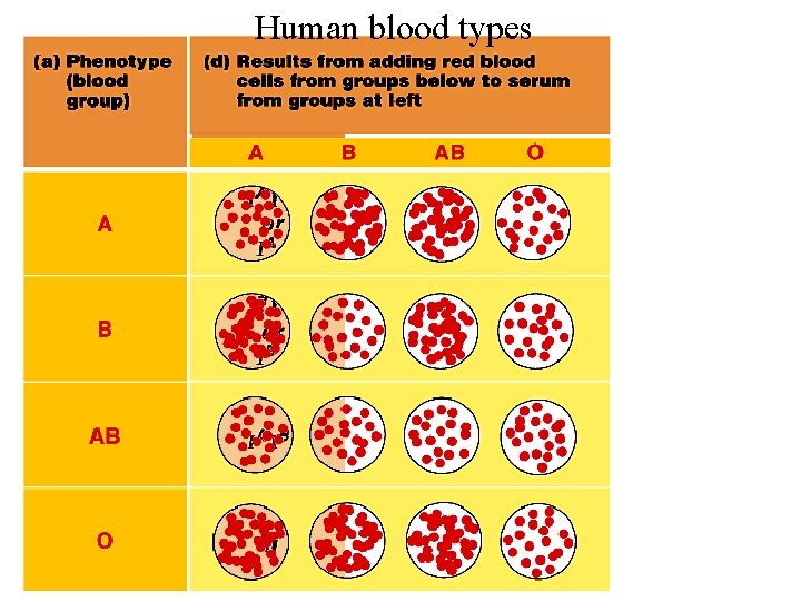 Human blood types 