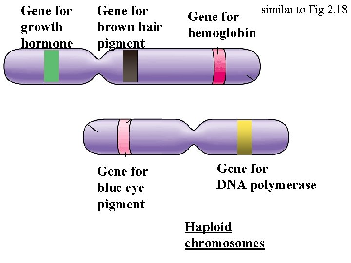 Gene for growth hormone Gene for brown hair pigment Gene for blue eye pigment