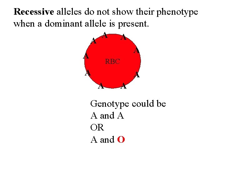 Recessive alleles do not show their phenotype when a dominant allele is present. A