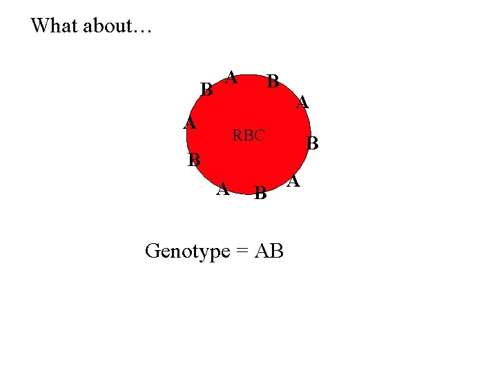What about… B A A B A RBC B A B Genotype = AB