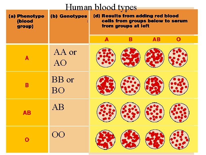 Human blood types AA or AO BB or BO AB OO 