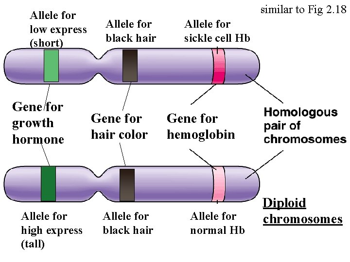 Allele for low express (short) Gene for growth hormone Allele for high express (tall)