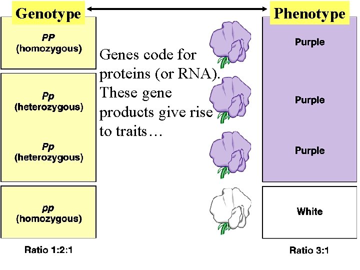 Genotype Phenotype Genes code for proteins (or RNA). These gene products give rise to