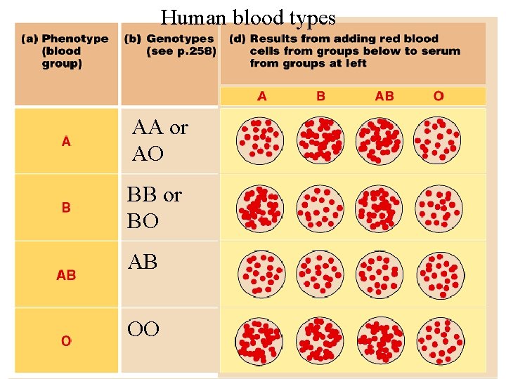 Human blood types AA or AO BB or BO AB OO 