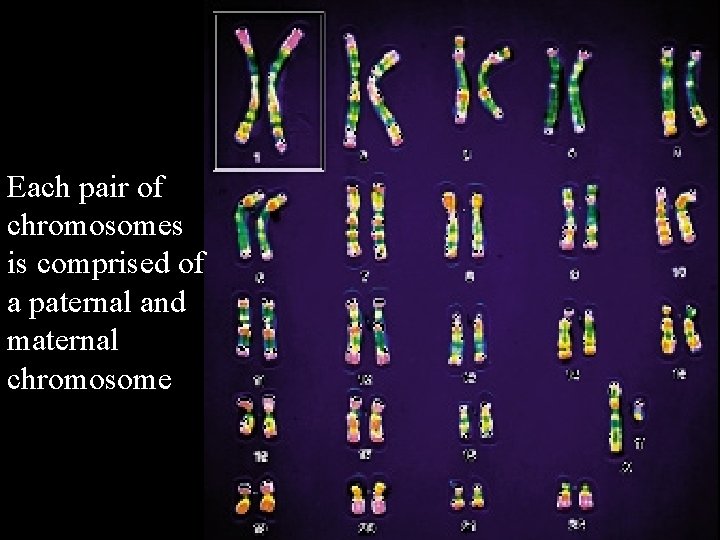 Each pair of chromosomes is comprised of a paternal and maternal chromosome 