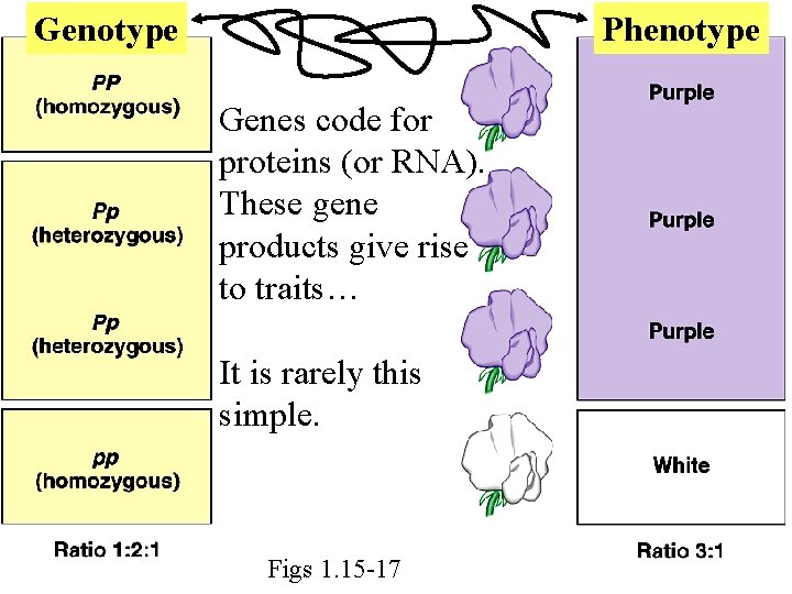 Genotype Phenotype Genes code for proteins (or RNA). These gene products give rise to