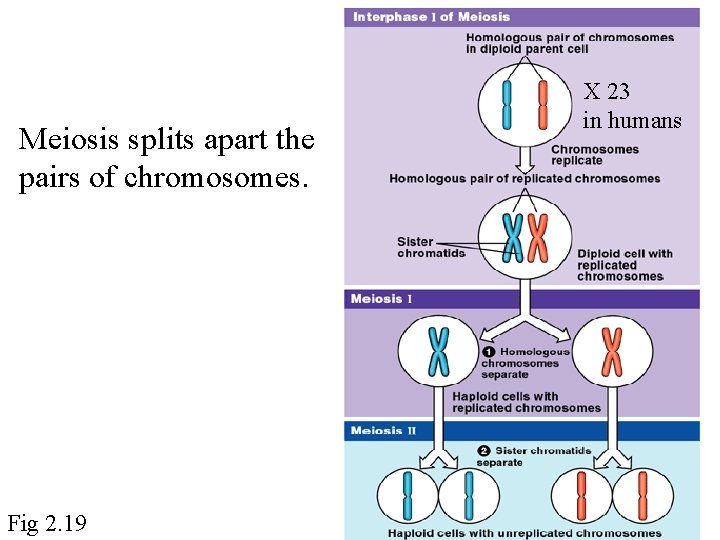 Meiosis splits apart the pairs of chromosomes. Fig 2. 19 X 23 in humans