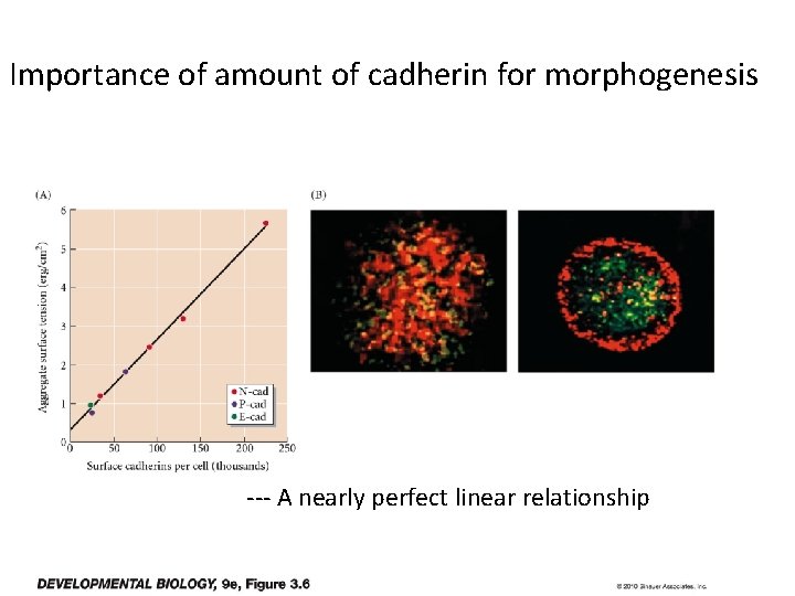 Importance of amount of cadherin for morphogenesis --- A nearly perfect linear relationship 