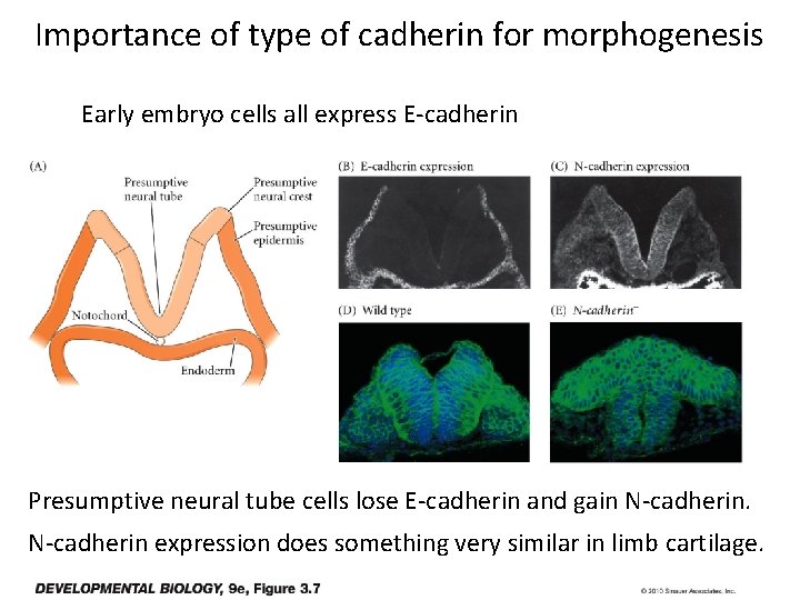 Importance of type of cadherin for morphogenesis Early embryo cells all express E-cadherin Presumptive